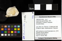 Foto (Objekt + Etiketten) von Eodromites grandis (Meyer, 1857) 